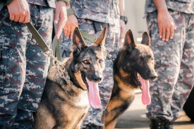 K-9 birliğinin askerleri düşmana, yeşil çimenlere saldırmak için gösteri düzenliyor. İnsan dilini öğren. Köpekler emirlere uyabilir. Alman çoban köpeği standı.