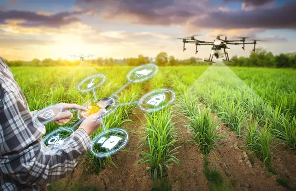 Sugarcane çiftliğinde çalışan Asyalı erkek çiftçi üzerinde çalışmak için veri topluyor. Üretim verimliliğini artırmak için geliştirme teknolojisi. Akıllı tarım yönetim sistemlerine sahip akıllı telefon.