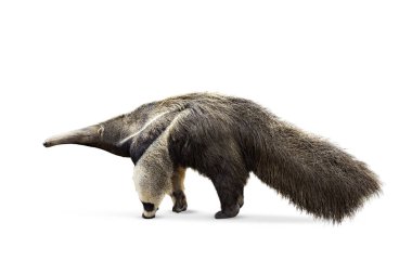 Beyaz Arkaplan 'da dev karıncayiyen izole edildi. Kırpma yolu dahil. Karınca yiyen hayvanat bahçesi hayvanı yan yana yürüyor. Dev Karıncayiyen, Myrmecophaga tridactyla, uzun kuyruklu hayvan uzun burunlu.
