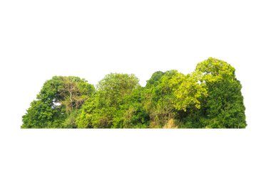 grup yeşil ağaç beyaz arkaplanda izole edilir. Ağaç sınırını kes. Yazın yeşil ağaçlar ve çalılar beyaz arka planda izole edilmiş. Orman Sahnesi. Yüksek kalite kırpma maskesi. Orman ve yeşil yapraklar.