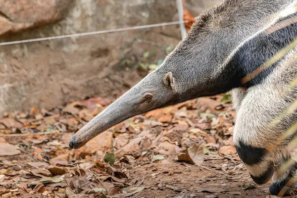Karıncayiyeni kapat, Brezilyalı şirin hayvan. Dev Karıncayiyen, Myrmecophaga tridactyla, uzun kuyruklu hayvan, Pantanal, Brezilya. Vahşi doğadan vahşi yaşam sahnesi.