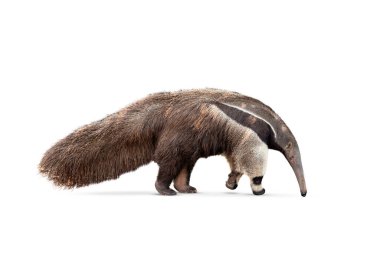 Beyaz Arkaplan 'da dev karıncayiyen izole edildi. Kırpma yolu dahil. Karınca yiyen hayvanat bahçesi hayvanı yan yana yürüyor. Dev Karıncayiyen, Myrmecophaga tridactyla, uzun kuyruklu hayvan uzun burunlu.