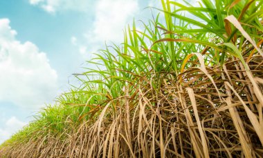 Agriculture, Sugarcane field at sunset. sugarcane is a grass of poaceae family. it taste sweet and good for health. Sugar cane plant tree in countryside for food industry or renewable bioenergy power.