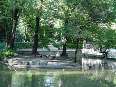 Kazakistan, Kazakistan Cumhuriyeti, Almaty, Almaty şehri, vahşi kuğular, vahşi kazlar, Almaty 'de park, şehir merkezinde doğa. 