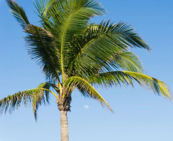 Key West full moon with palm tree. Key West, FL