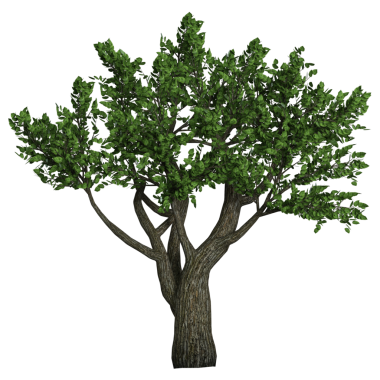 Yeşil çiçek açan ağaç png