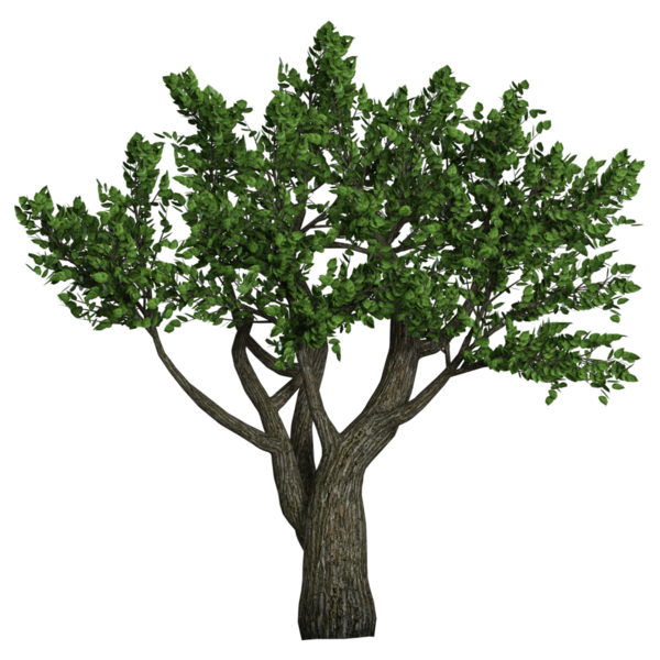 Yeşil çiçek açan ağaç png