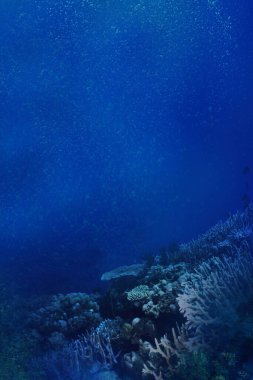 Sualtı mercan kayalığı arka plan