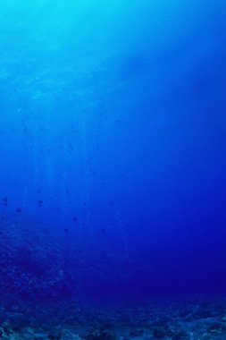 Sualtı mercan kayalığı arka plan