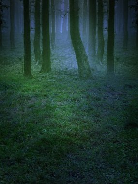 Doğa ormanı önceden hazırlanmış arka plan