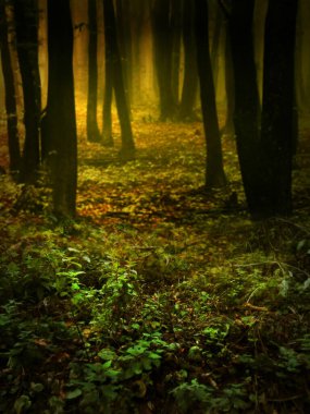 Doğa ormanı önceden hazırlanmış arka plan