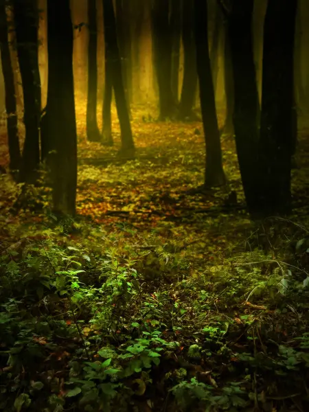 Doğa ormanı önceden hazırlanmış arka plan