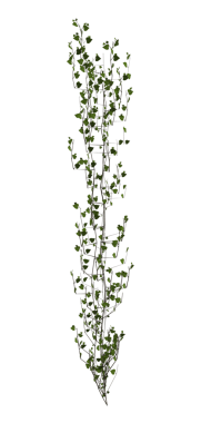 Yeşil sarmaşık sarmaşıkları