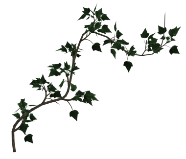 Yeşil sarmaşık sarmaşıkları