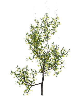 Bir demet çiçek açan sarmaşık