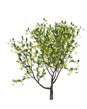 Bir demet çiçek açan sarmaşık