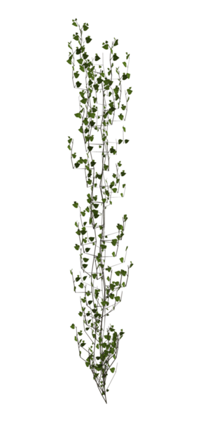 Yeşil sarmaşık sarmaşıkları