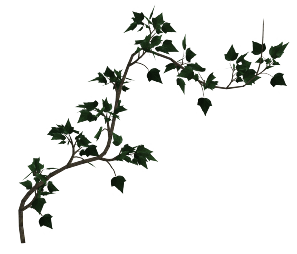 Yeşil sarmaşık sarmaşıkları