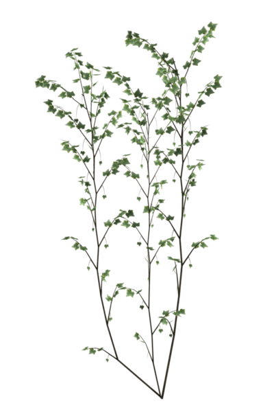 Yeşil sarmaşık sarmaşıkları