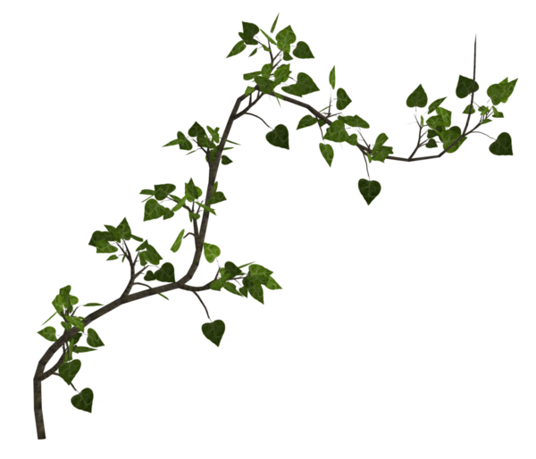 Yeşil sarmaşık sarmaşıkları