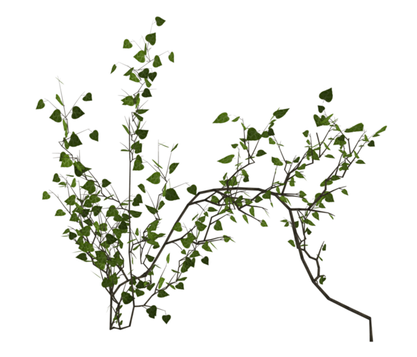 Yeşil sarmaşık sarmaşıkları