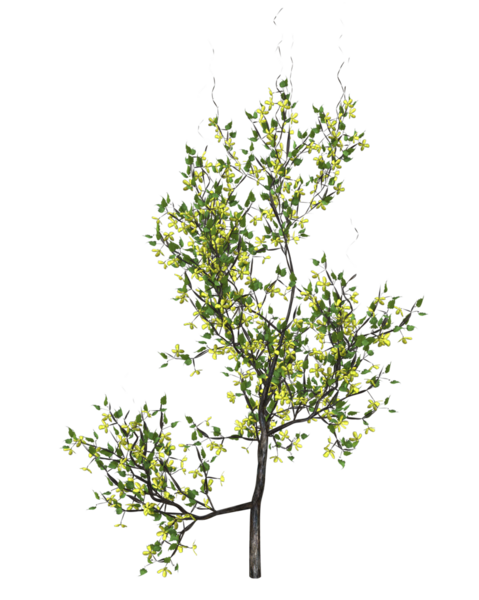 Bir demet çiçek açan sarmaşık