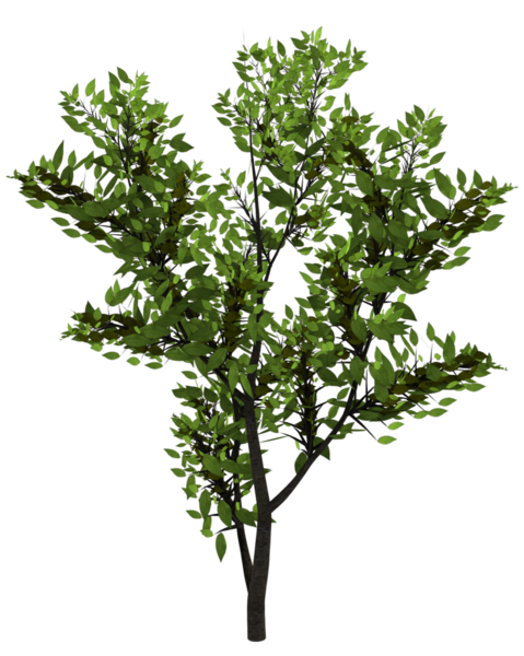 Bir demet çiçek açan sarmaşık