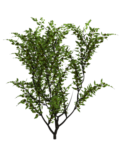 Bir demet çiçek açan sarmaşık