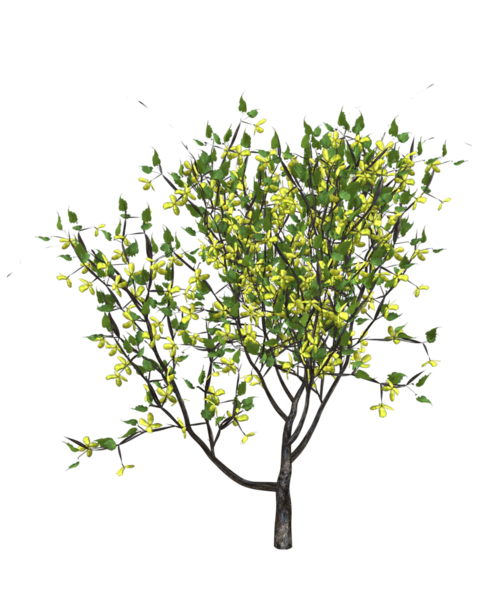 Bir demet çiçek açan sarmaşık