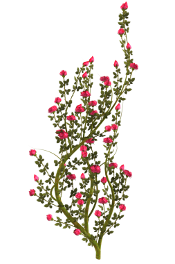 Kırmızı gül çiçekli sarmaşık