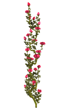 Kırmızı gül çiçekli sarmaşık