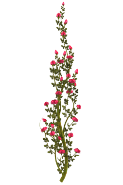 Kırmızı gül çiçekli sarmaşık