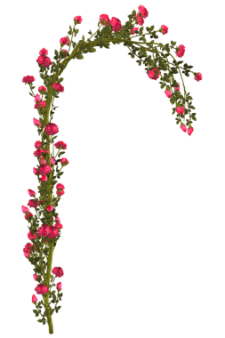 Kırmızı gül çiçekli sarmaşık