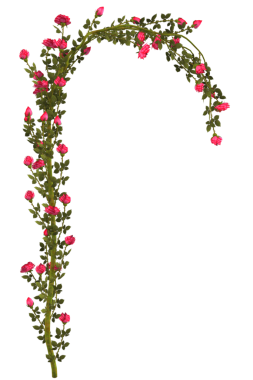 Kırmızı gül çiçekli sarmaşık