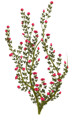 Kırmızı gül çiçekli sarmaşık