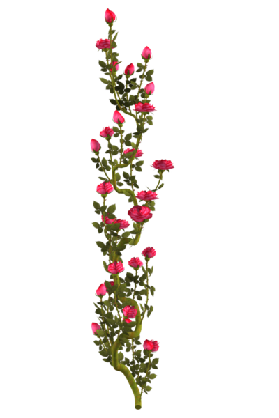 Kırmızı gül çiçekli sarmaşık