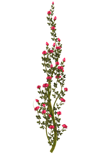 Kırmızı gül çiçekli sarmaşık