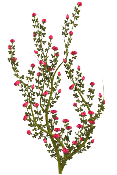 Kırmızı gül çiçekli sarmaşık