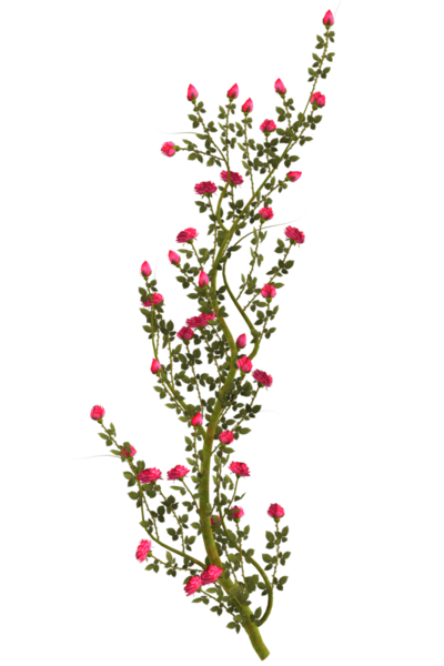 Kırmızı gül çiçekli sarmaşık