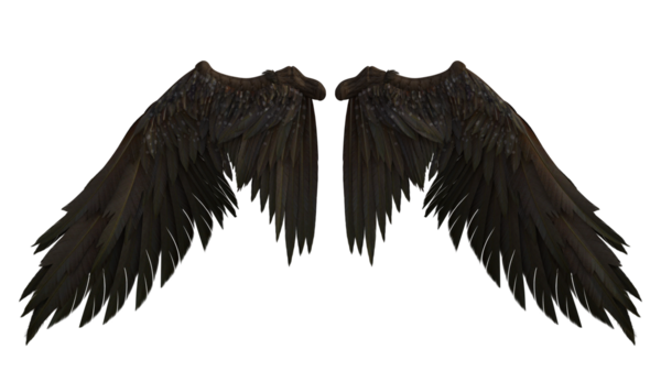 Bir çift tüylü kanat.