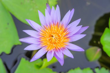 Mor nilüfer çiçeğinin yakın plan fotoğrafı..