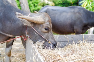 Güzel boynuzları ve derisi olan bir bufalo samanlarla dolu bir alanda dinleniyor..
