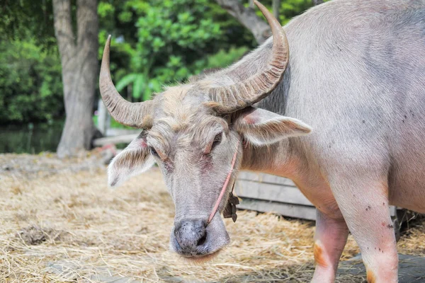 Búfalo Com Belos Chifres Pele Está Descansando Uma Área Cheia — Fotografia de Stock