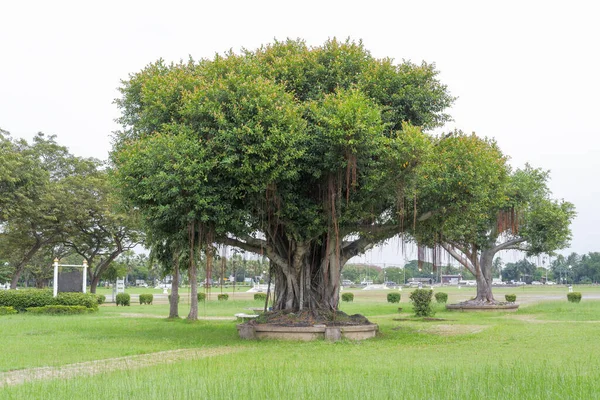 コンクリートの鉢に植えられた巨大なガジュマルの木は 芝生の多い公園に植えられています — ストック写真