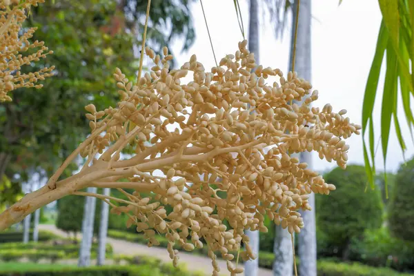 Плоды Зарождающейся Пальмы Красивые Желтые — стоковое фото