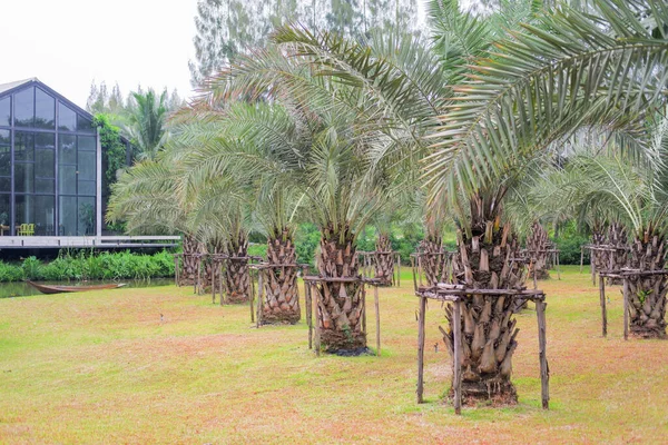 stock image palm tree farm planted in rows on the grass.