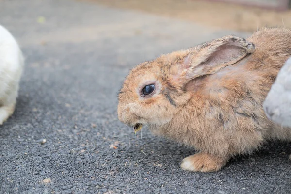 Famiglia Coniglio Sta Divertendo Camminando Mangiando Dormendo Terra Cemento — Foto Stock