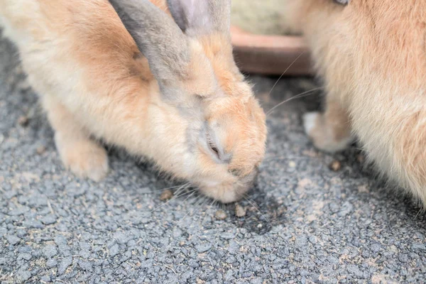 Rabbit Family Having Fun Walking Eating Sleeping Ground Concrete — Stock Photo, Image