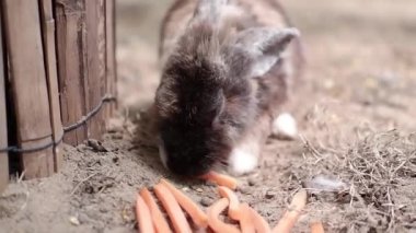 Tavşan dinleniyor, evinde kalıyor, yemek yiyor, uyuyor, yürüyor..