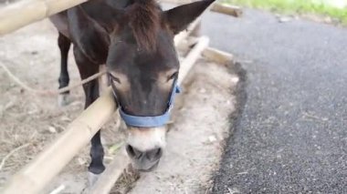 Çitin içinde, toprağın içinde küçük bir cüce at..